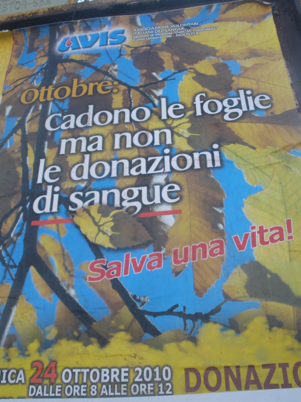 Cadono le foglie ma non le donazioni di sangue